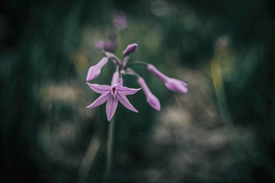 Bokeh de flor lila de tulbaghia en fondo verde