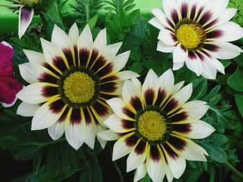 High angle view of flowering plant