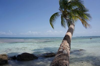 Palm tree at beach against blue sky