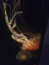 Close-up of jellyfish swimming in aquarium