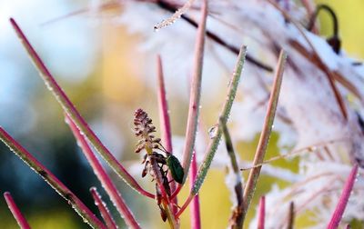 Close-up of insect on leaf