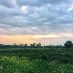 Scenic view of field against sky during sunset