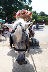 Horse cart on street