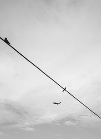 Low angle view of birds flying against sky