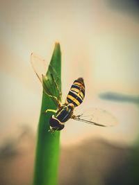 Close-up of insect