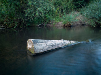 Tree stump in shallow river with fast current against shore overgrown with grass during dusk.