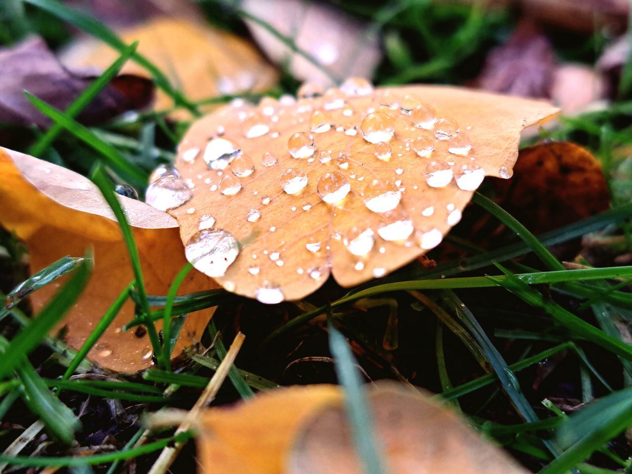 Die Nacht zuvor hat es geregnet Beauty In Nature Beautiful Nature Nature Nature Photography Naturelovers Autumn Herbst Fly Agaric Mushroom Toadstool Fungus Mushroom Close-up Leaves
