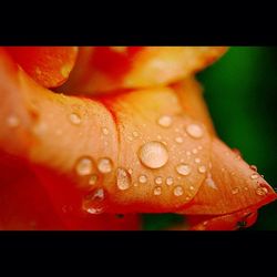 Close-up of water drops on plant