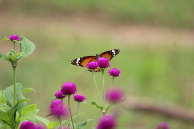 Close-up of butterfly pollinating on pink flower