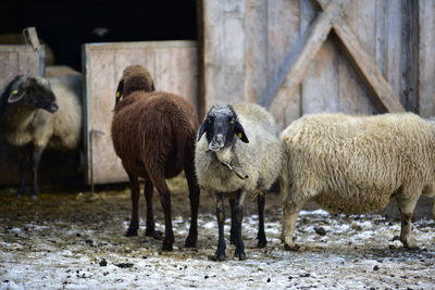 Sheep on field