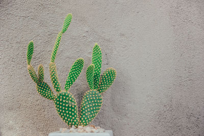 Close-up of succulent plant against wall