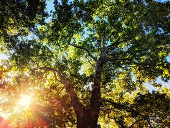 Low angle view of trees in forest