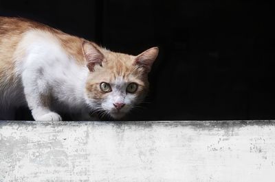 Close-up portrait of a cat