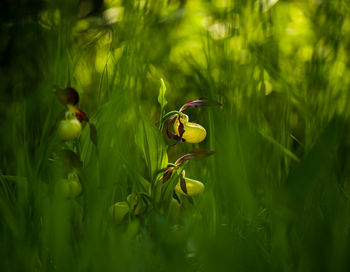 Close-up of yellow flower on field