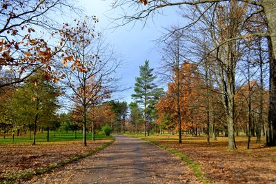 Street amidst trees against sky during autumn