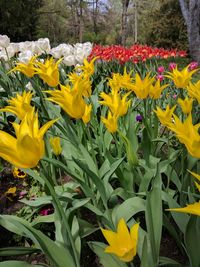 Close-up of yellow flowering plants