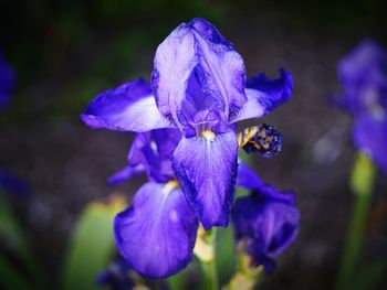 Close-up of butterfly on purple flower