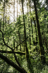 View of trees in forest