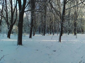 Trees on snow covered landscape