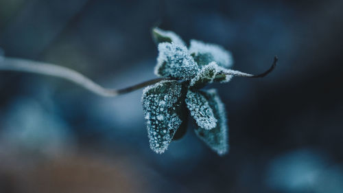 Close-up of frozen twig during winter