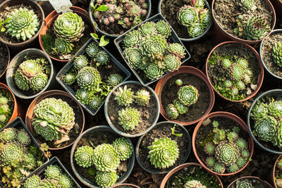 Full frame shot of potted plants