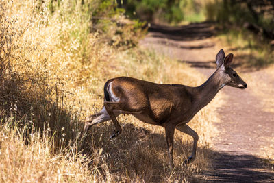 Deer standing on field