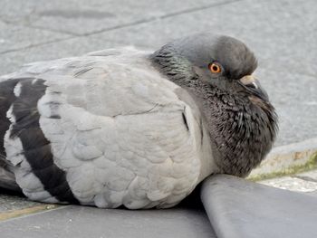 Close-up portrait of bird