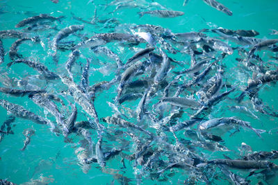 Fish swimming in sea