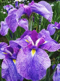 Close-up of purple flowers blooming outdoors