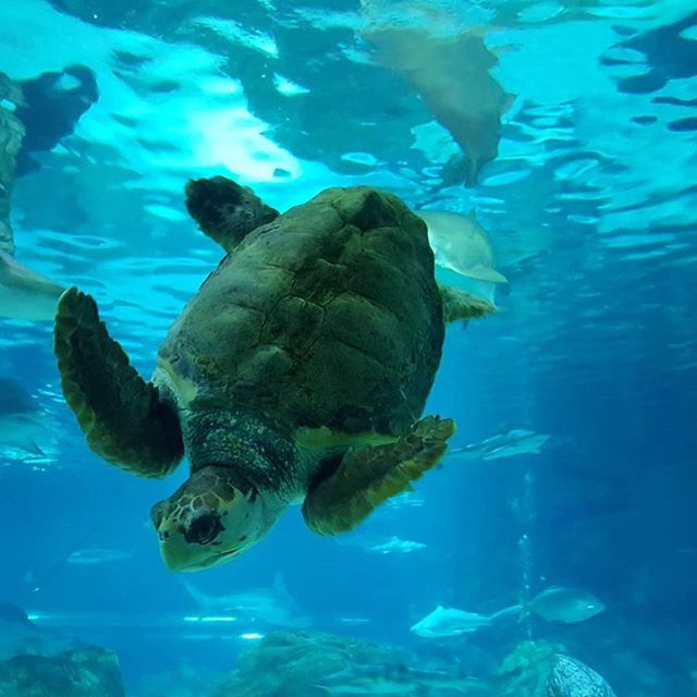 animal themes, swimming, animals in the wild, water, underwater, wildlife, sea life, fish, undersea, sea, one animal, blue, nature, turtle, aquarium, two animals, transparent, school of fish, waterfront