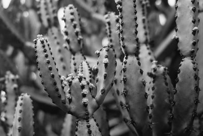 Close-up of cactus plant