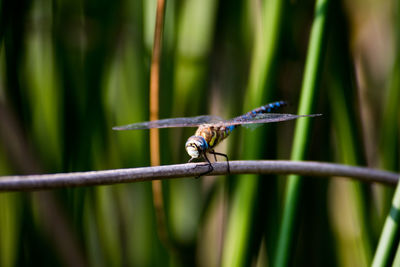 Close-up of insect perching on grass