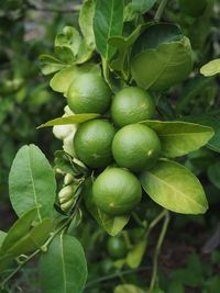 Close-up of fruits growing on tree