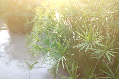 Close-up of fresh plants on snow field