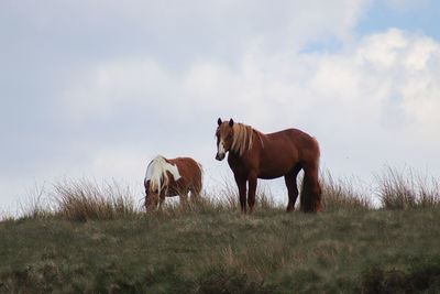 Horses on a field