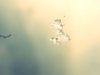 Close-up of flying against sky at sunset