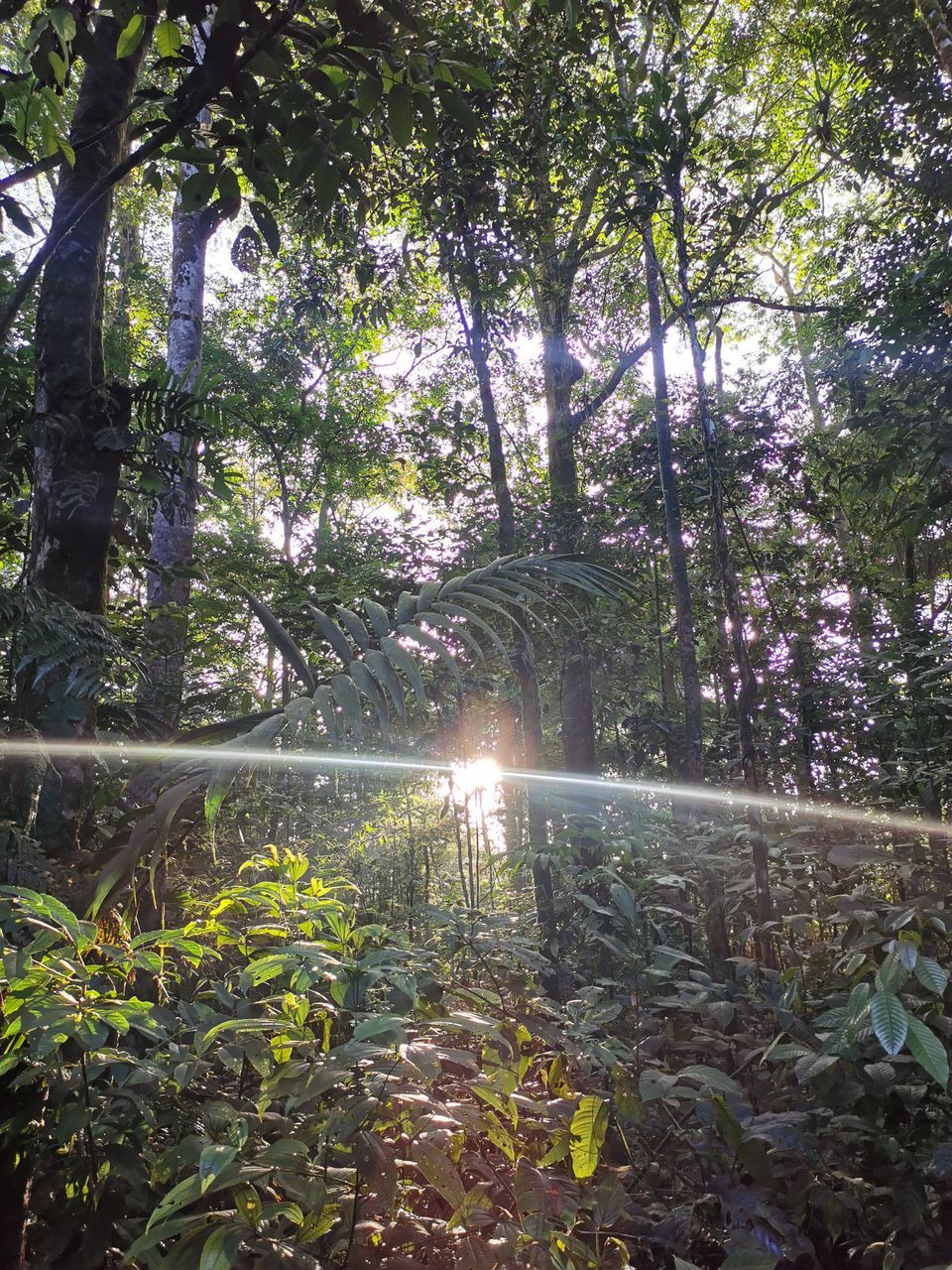 SUNLIGHT STREAMING THROUGH PLANTS IN FOREST