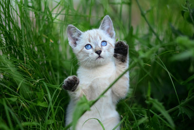 Portrait of kitten on field