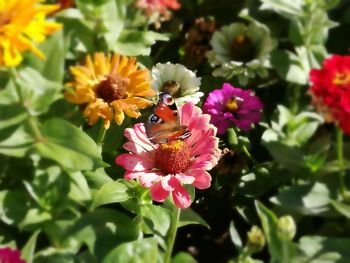 Close-up of bee on pink flowers