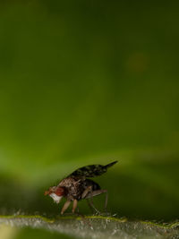 Close-up of insect on leaf