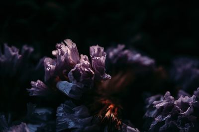 Close-up of purple flower at night