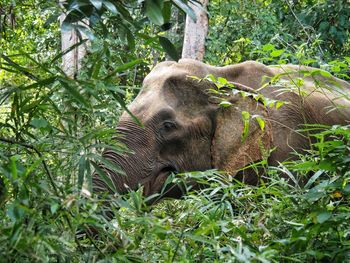 Close-up of elephant on plants