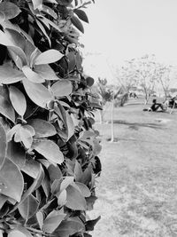 Close-up of plants against sky