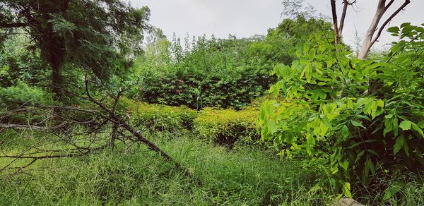 Plants growing on land