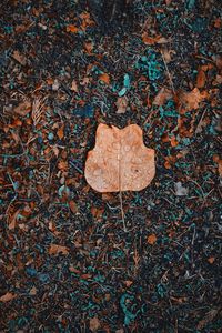 High angle view of dry leaves on field