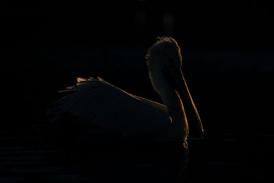 Close-up of a bird flying over lake