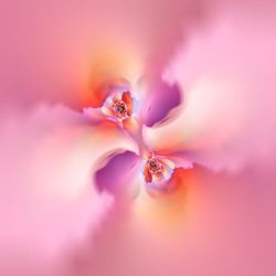 Close-up of pink flower