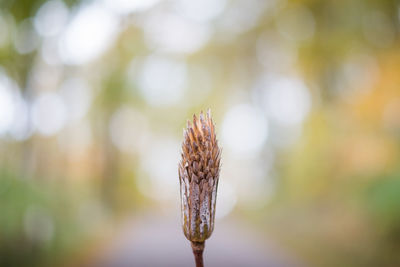 Close-up of crops growing on field