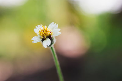 Close-up of white flowering plant