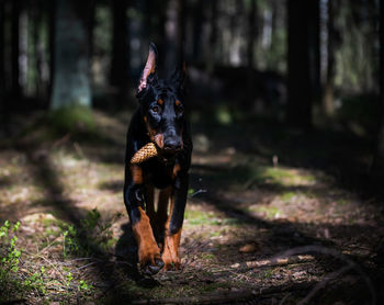 Portrait of dog running on field